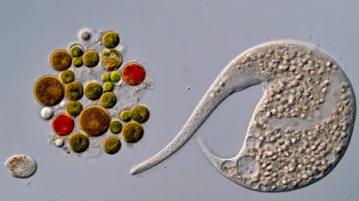 Image for: AI disqualification yields new Nikon Small World in Motion winner