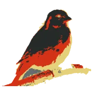 Kanaries logo